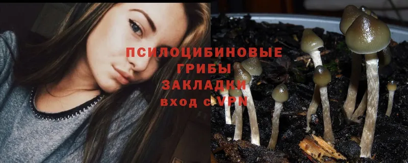 Псилоцибиновые грибы Psilocybe  Белая Калитва 